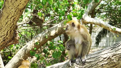 Weiblicher-Affe,-Der-Am-Baum-Isst