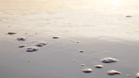 close up view of pacific ocean wave gliding over smooth wet beach sand at sunset