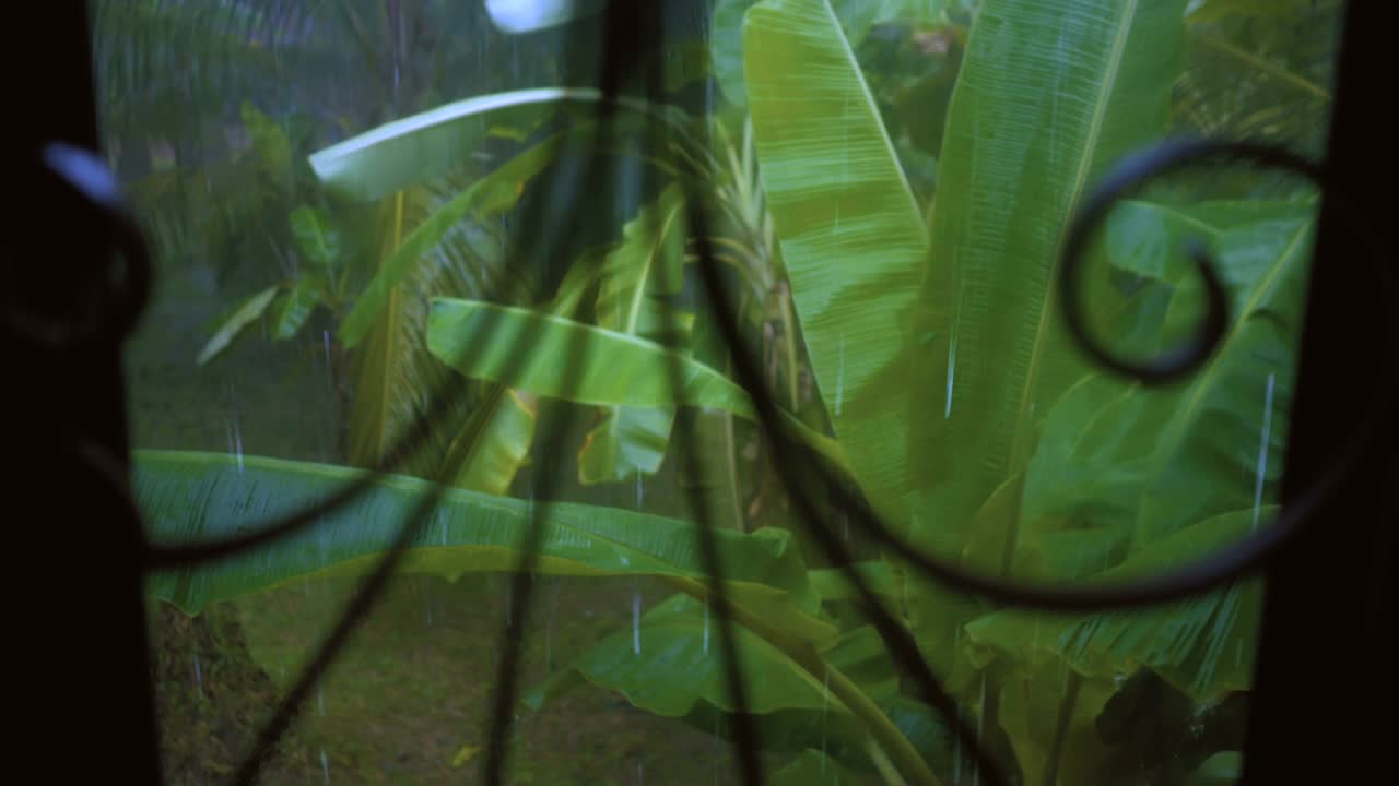 fuertes lluvias tropicales en el fondo de la selva tropical. 4k imágenes de stock