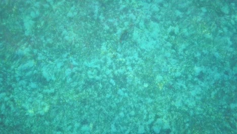 aerial flight over two turtles in clear turquoise ocean in mabul, malaysia