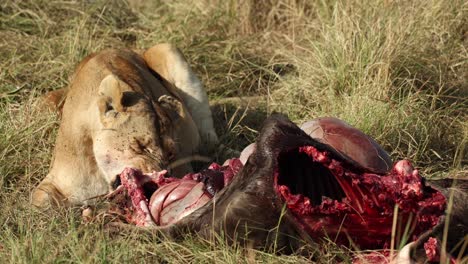 a lion pulling meat off a fresh kill in masai mara, kenya