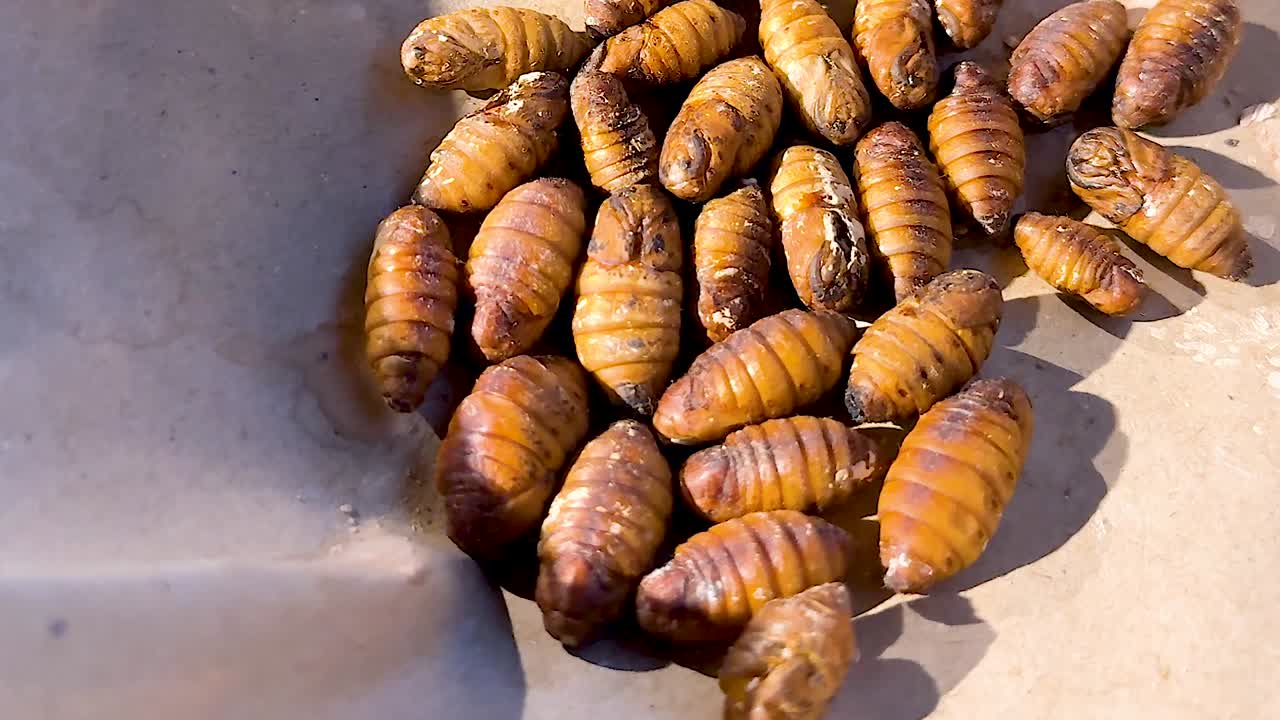 Un primo piano dettagliato che mostra un gruppo di pupe di baco da seta marroni raggruppate