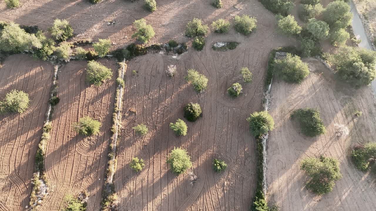 una toma vertical aérea sobre los árboles que crecen en los campos