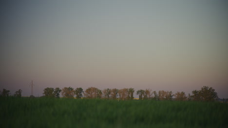 idyllic wheat field under blue sky