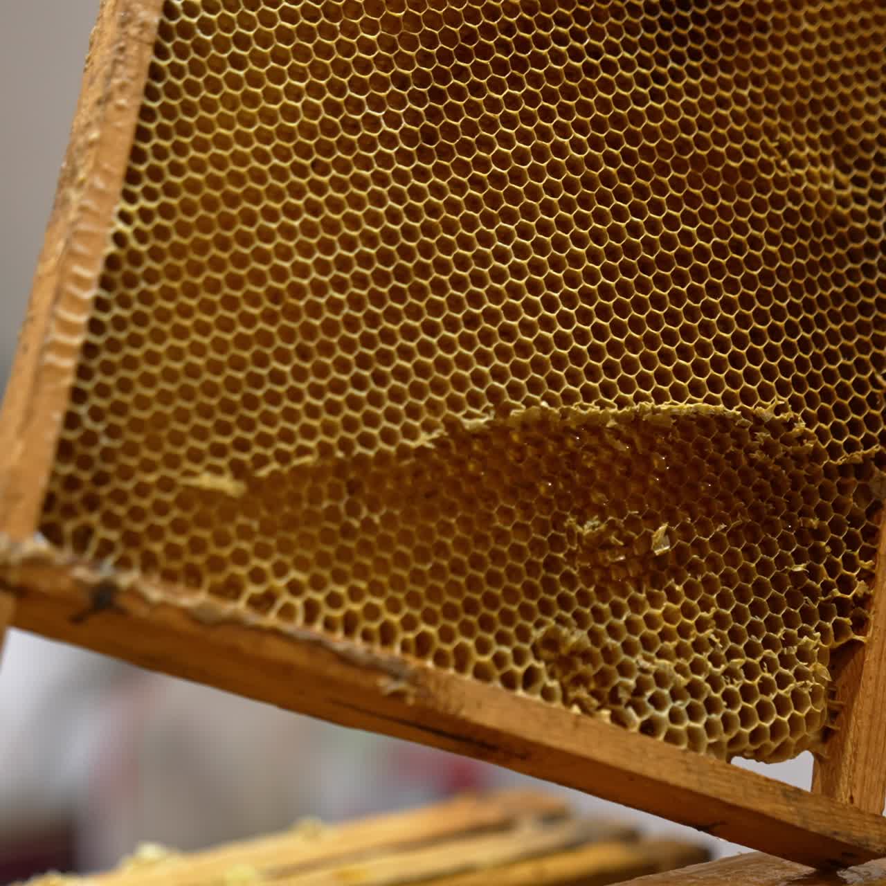 Favi marroni su telai di legno nelle mani di un uomo non riconosciuto. L'apicoltore usa un coltello per tagliare i favi. Primo piano