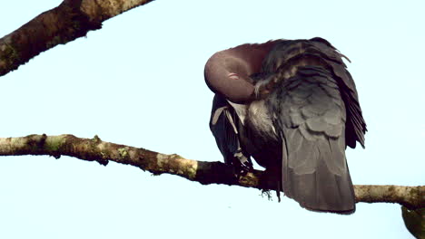 la paloma de pico rojo se alza en la rama, limpiando las plumas.