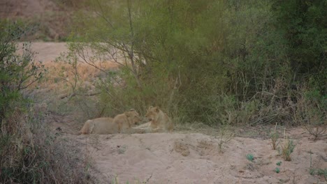 two lion cubs playing in the african savanna