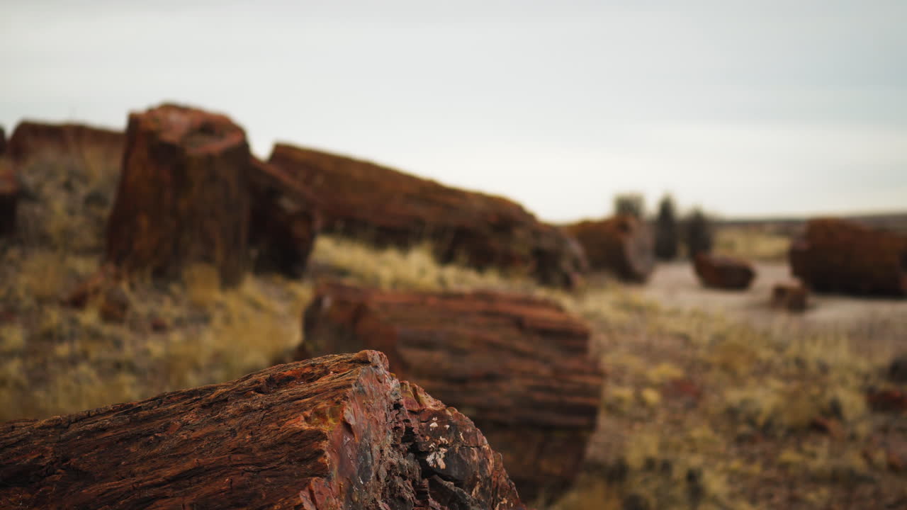 Nedfalt tømmerstokk i Petrified Forest nasjonalpark i Arizona, med dybdeskarphetsendring i bevegelig opptak
