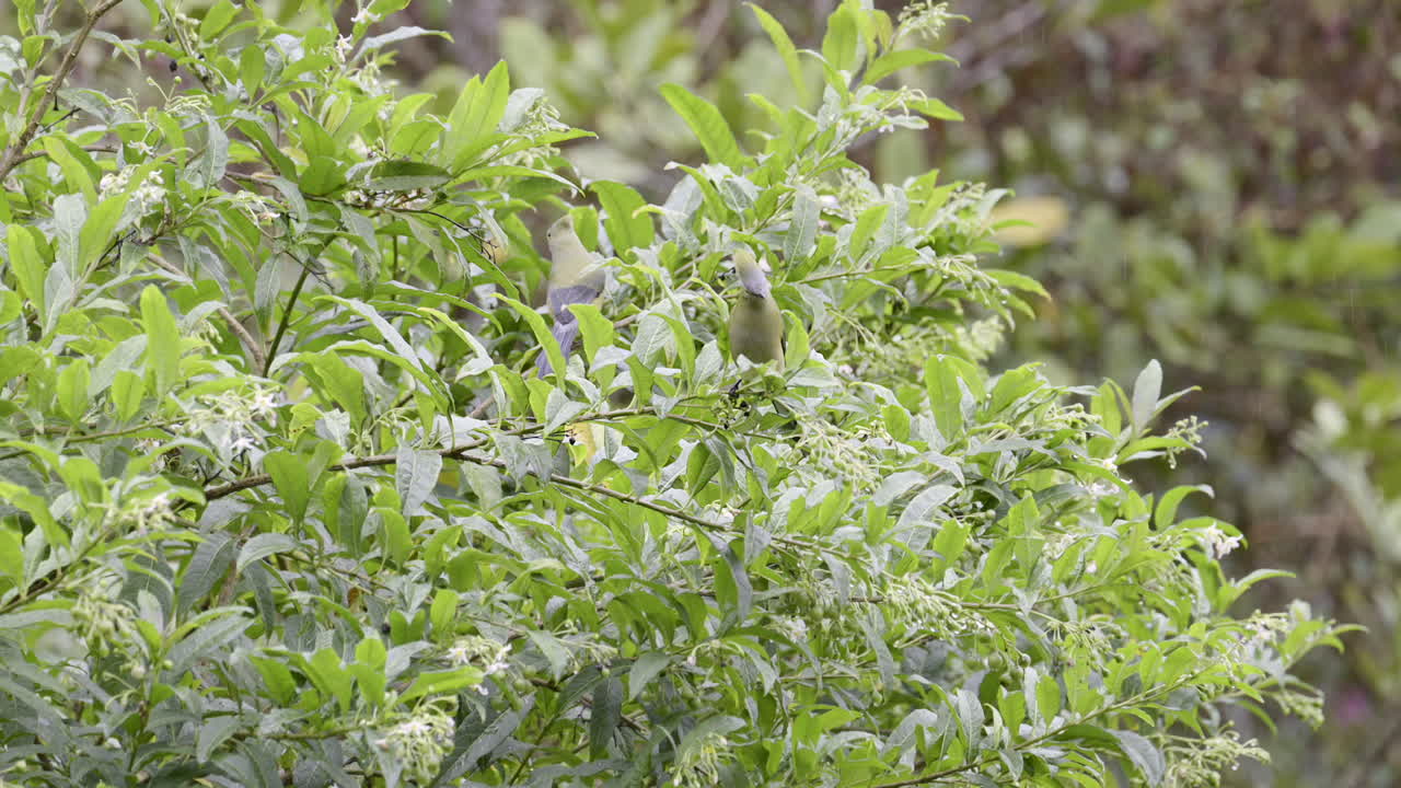 dos hembras sentadas en un arbusto, costa rica
