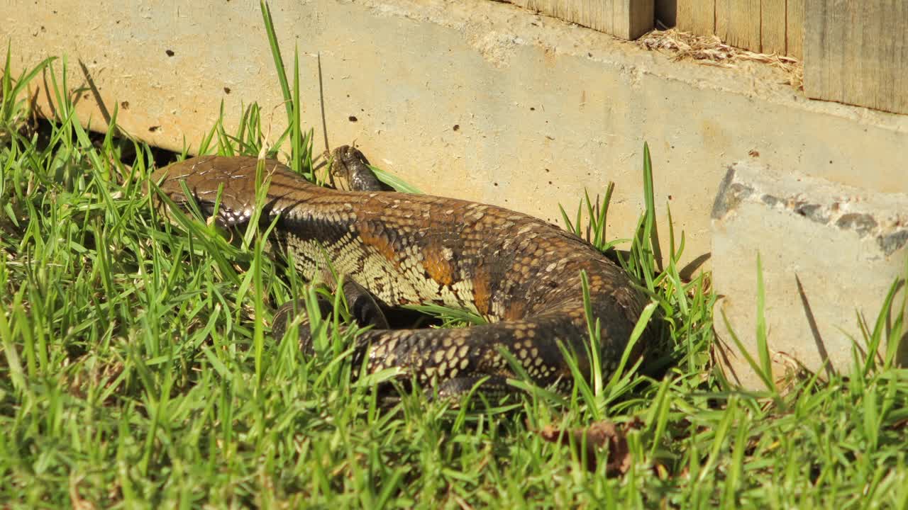 lagarto de lengua azul durmiendo junto a la valla de piedra en el jardín