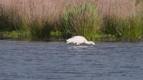 el cucharón eurasiático busca comida en el agua del río con su largo pico.