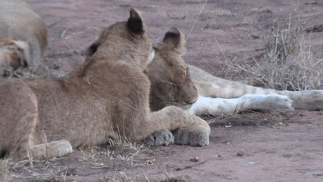 la madre león y el cachorro comparten un tierno momento de aseo y afecto