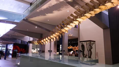 whale skeleton displayed in melbourne museum