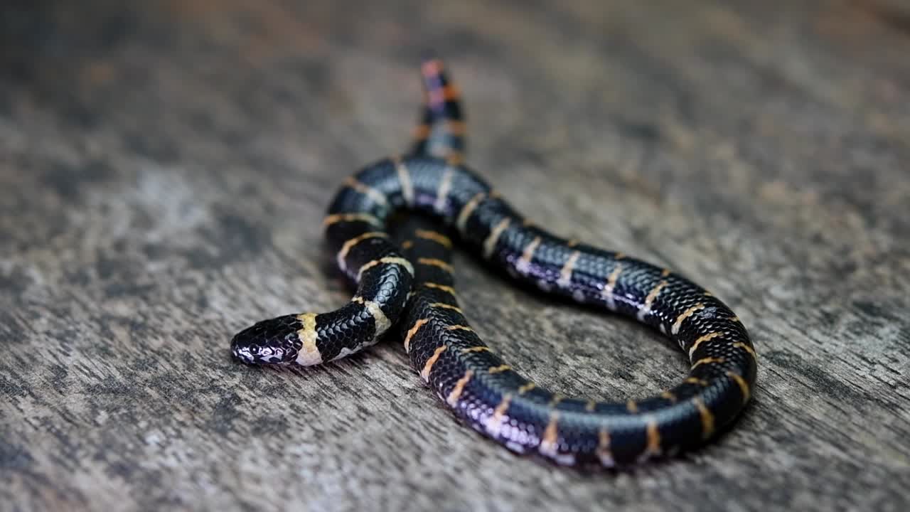 visto en una madera plana con la parte superior del cuerpo descansando sobre la parte inferior del cuerpo respirando y relajándose