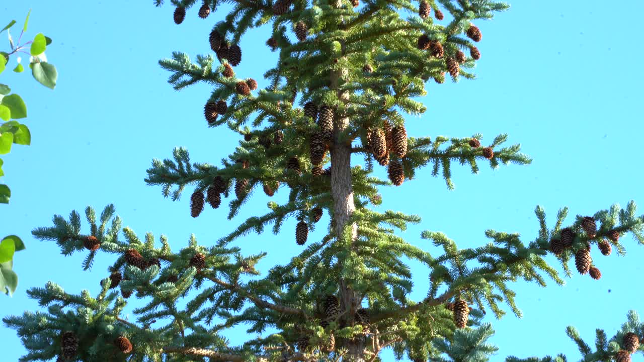 pine tree in sunny day