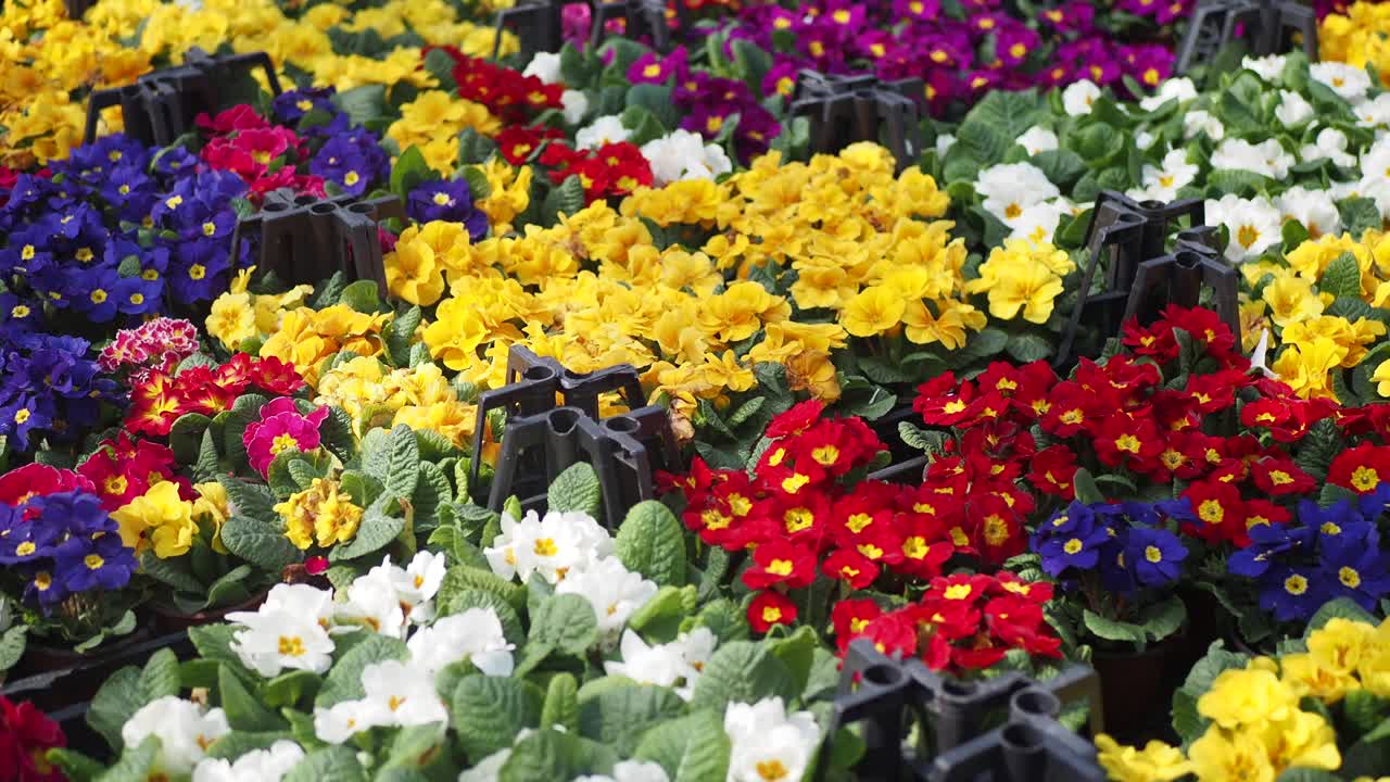 Colorful Primroses in Bloom