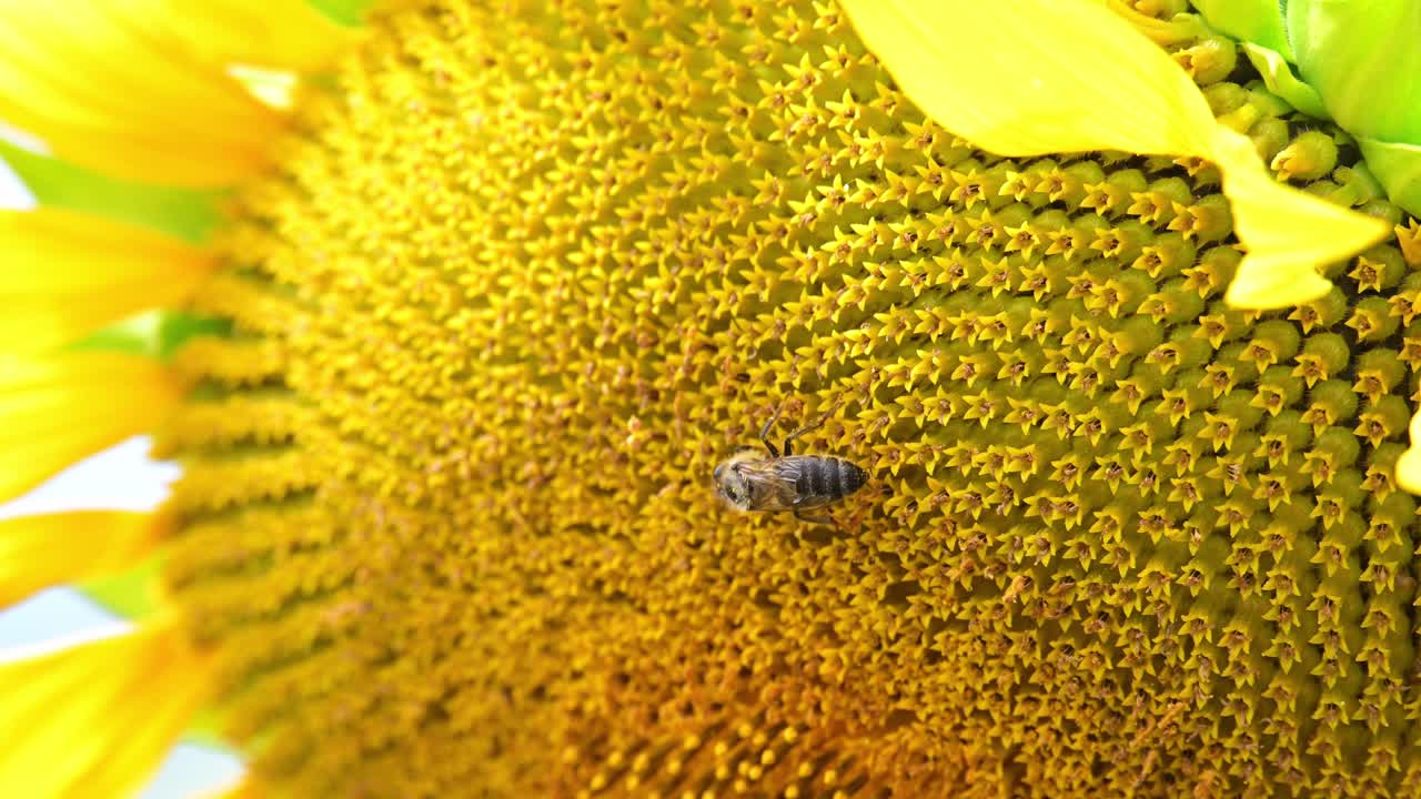 A close-up video of a honeybee collecting pollen on the yellow florets of a blooming sunflower. The details of the sunflower's structure and the bee’s fuzzy body are sharply captured in natural light