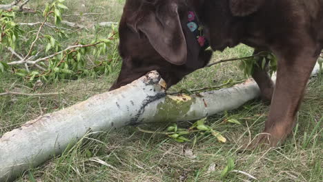 lindo perro labrador marrón piensa que es un castor y mastica una rama de árbol verde