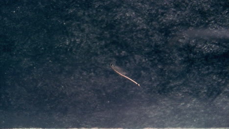 a sea monkey  swims in water