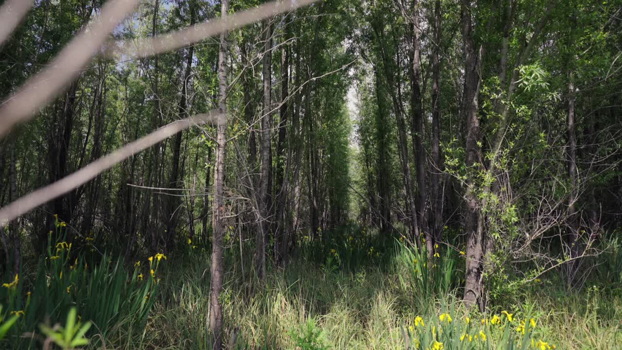 Sunlight filtering through lush green forest with yellow wildflowers in Paraná Delta environment, Argentina