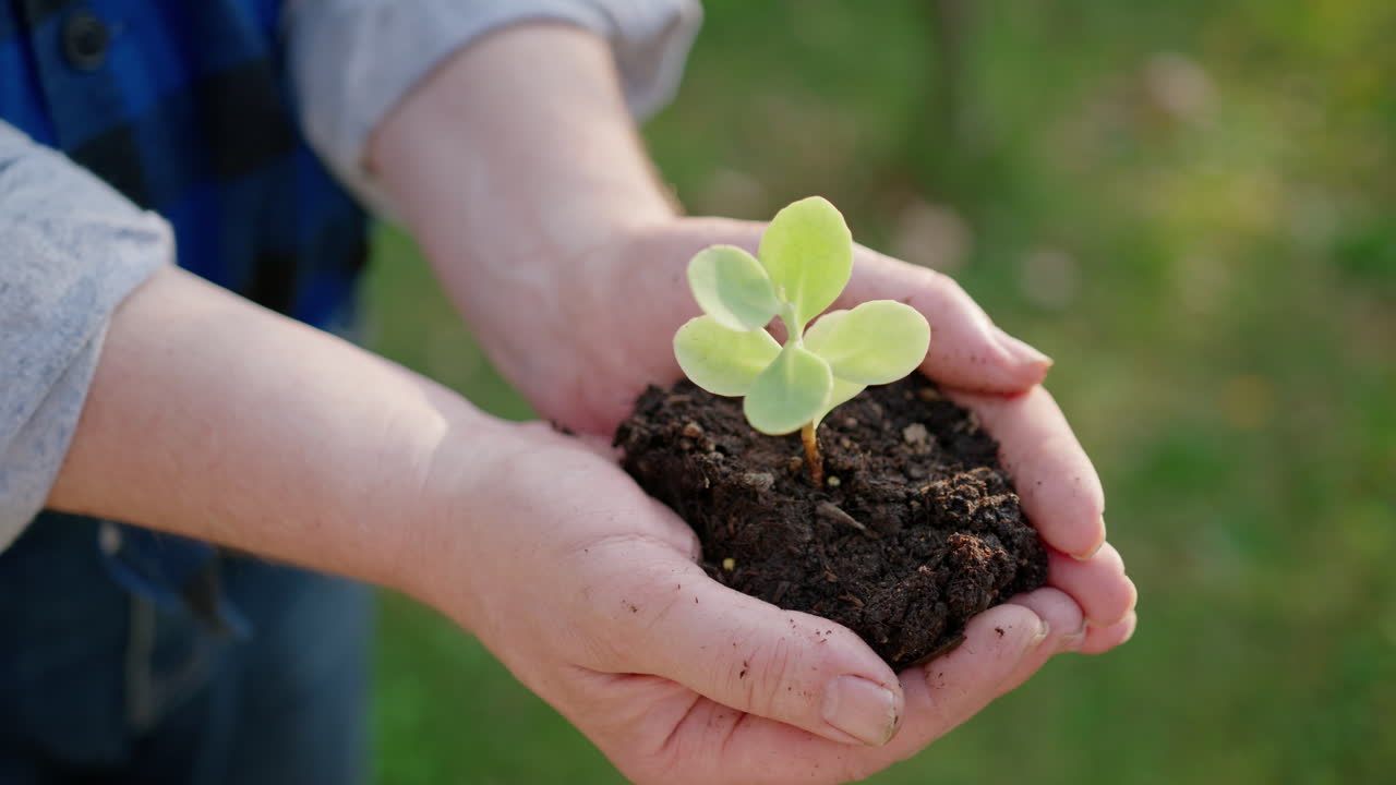 Close-up of a young plant in the hands of an elderly man - nature concept