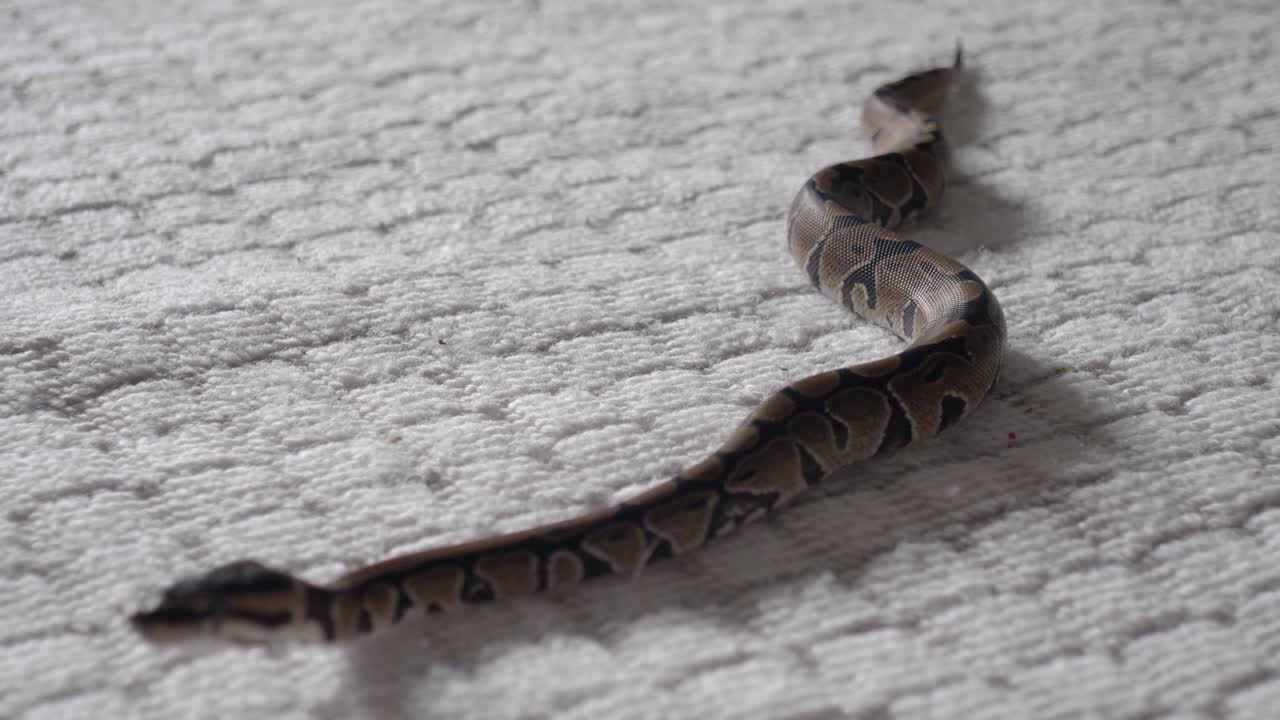 bebé phyton moviéndose alrededor de las manos