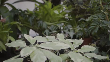 green tropical plants and foliage in a greenhouse