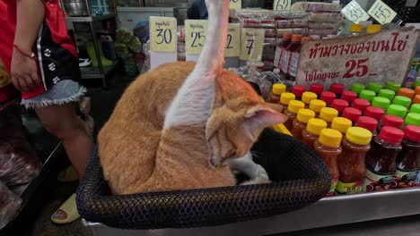 orange cat cleans itself among grocery items