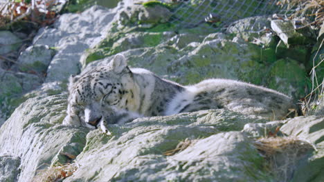 snow leopard taking a nap on a warm rock