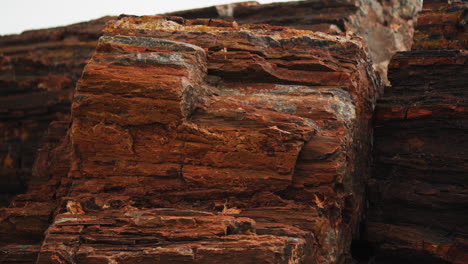 giant wood log at petrified forest national park in arizona, close up static shot