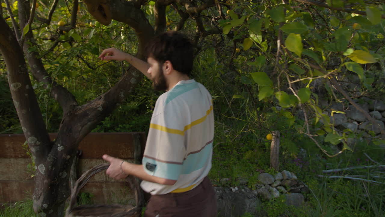 Man In Nature Stretches To Reach Lemons On The Tree