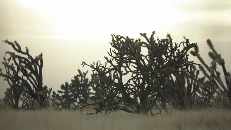 Pan-across-Joshua-tree-in-grassy-field-vegetation-desert-nature-afternoon-sunlight-Mojave-Preserve-San-Bernardino-National-Park-California-USA