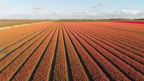 Toma-Aérea-De-Campos-De-Tulipanes-Naranjas-En-Países-Bajos