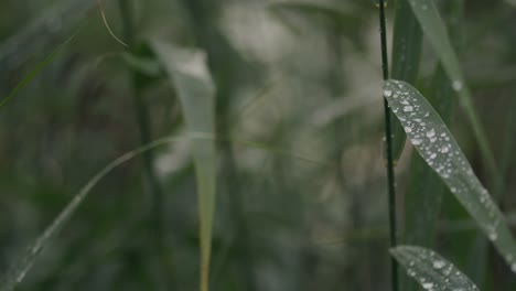 Natural-grasses-with-raindrops-sway-in-light-morning-breeze-closeup