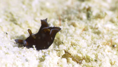 an adorable orange and white nudibranch searches for chemical traces on the ocean floor's sand