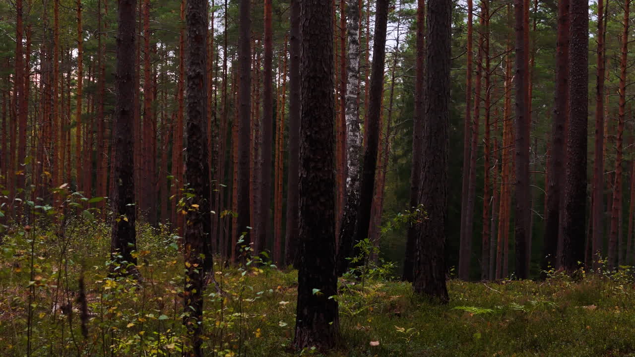 4K Dolly Shot Panning Across A Heavily Wooded Forest In Latvia. A White Damaged Tree Infected By White Rot And Fungus Stands Out Amongst A Host Of Other Trees.