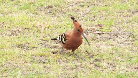 beautiful african hoopoe bird probing the ground with it's beak looking for food