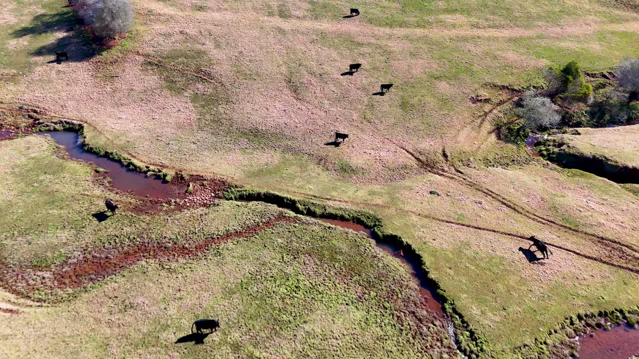 Drone footage tracks several black cattle moving across a sunlit, grassy hillside with a winding creek in rural New South Wales, Australia