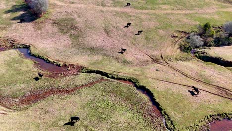 drone footage tracks several black cattle moving across a sunlit, grassy hillside with a winding creek in rural new south wales, australia