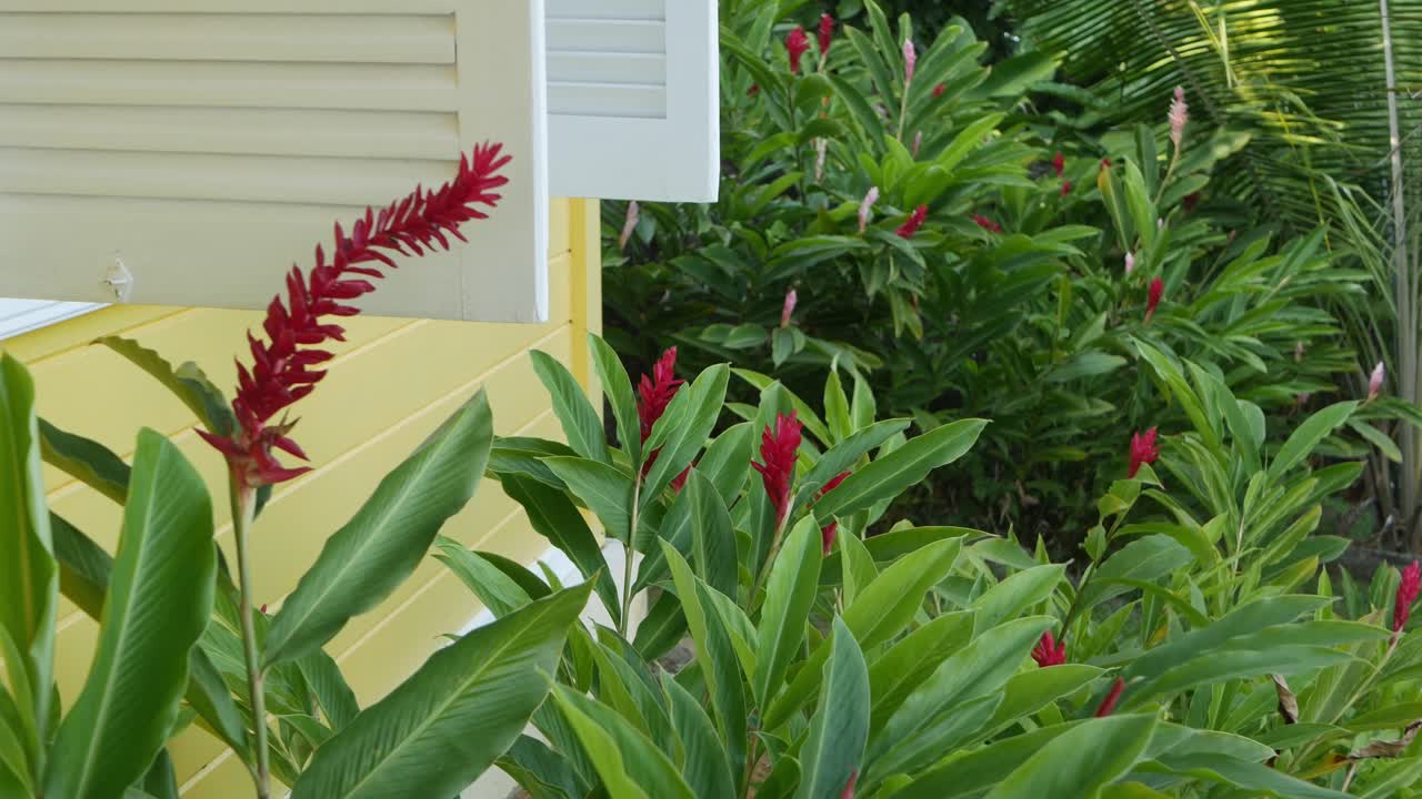 Blooming Plants in front of house in Brazil, common plants in Brazilian garden