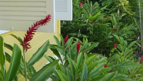 blooming plants in front of house in brazil, common plants in brazilian garden