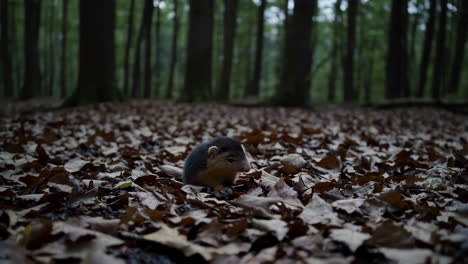 Hedgehog in a Forest