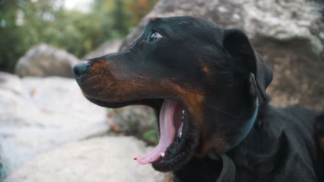 gracioso y lindo perro rottweiler bostezando de cerca y mientras está sentado en una roca