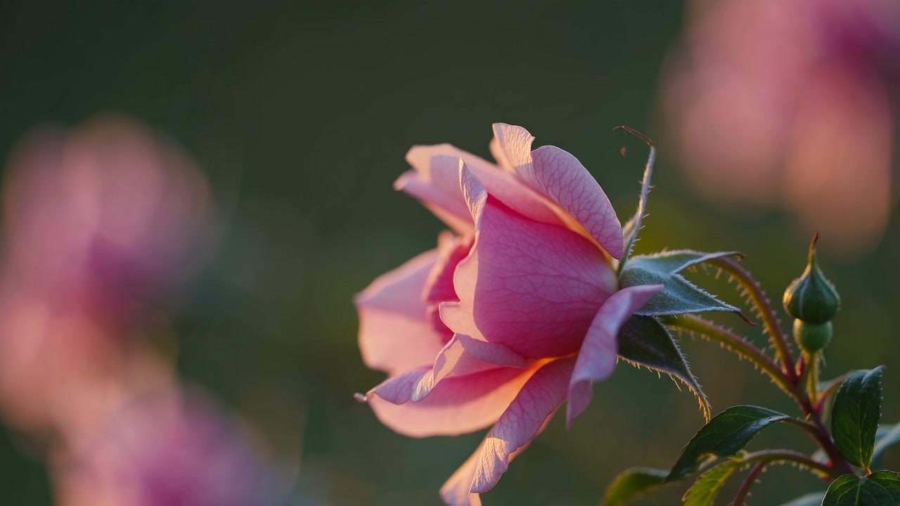 Close-up Mawar Merah Muda Mekar di Bawah Sinar Matahari Golden Hour