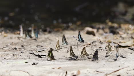 Kaleidoskop-Bunter-Schmetterlinge,-Die-Sich-Ausruhen-Und-Dann-In-Zeitlupe-Im-DOF-Flattern