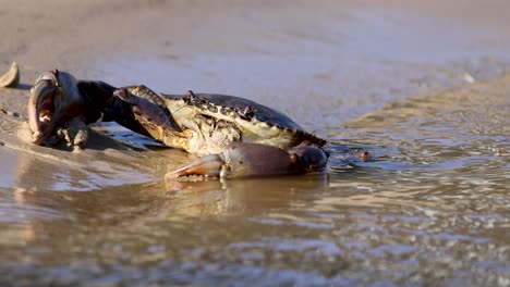 a mud crab moves from sand to water, disappearing beneath the surface. natural lighting highlights the escape sequence