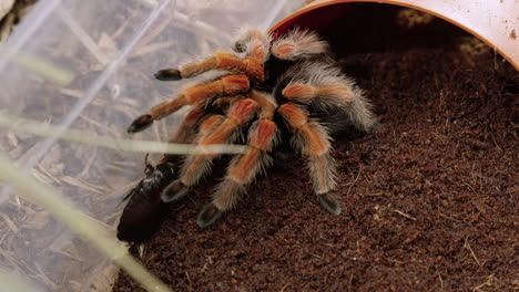 mexican red-knee tarantula pet eats cockroach in enclouser