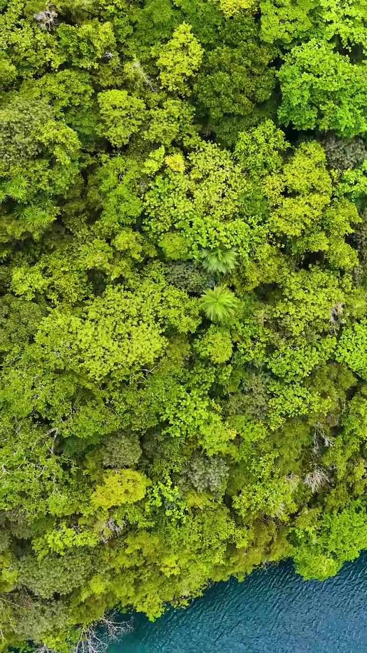 Una ripresa aerea con drone sorvola la fitta chioma verde di una foresta pluviale tropicale verso l'acqua turchese dell'oceano