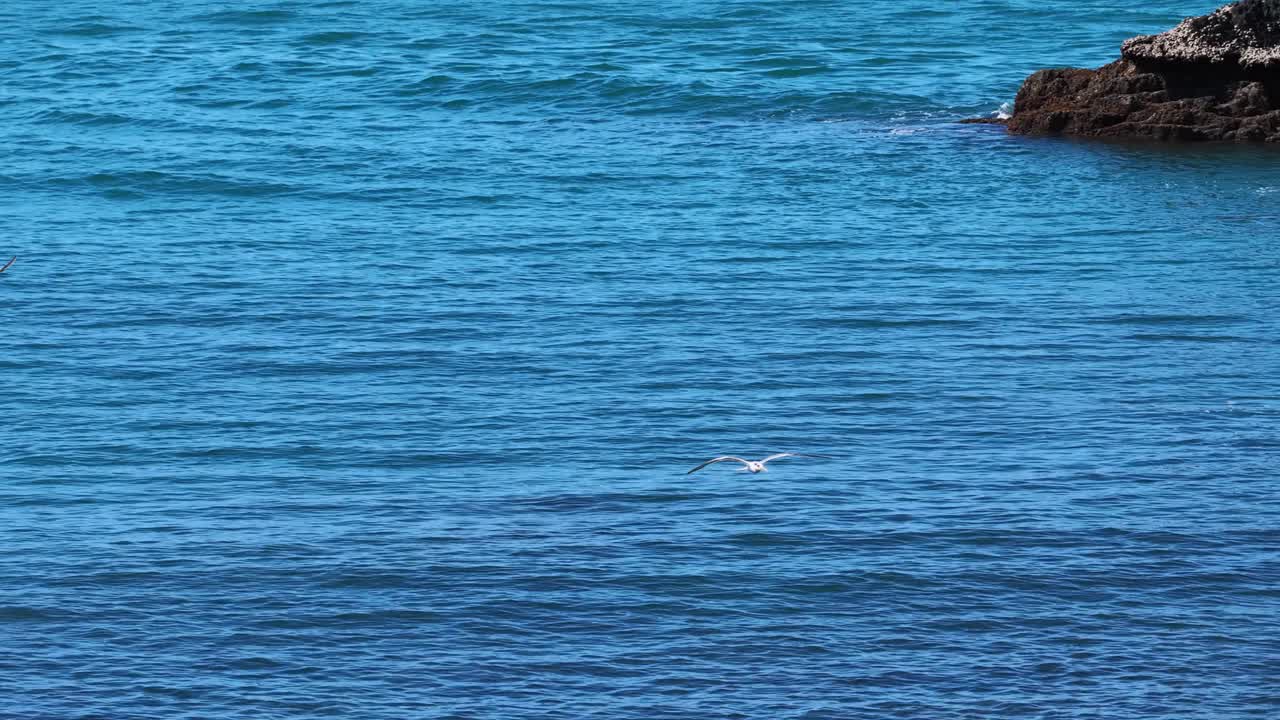 Greater crested terns gracefully fly over the blue waters near rocky shores in Port Douglas, captured in bright daylight