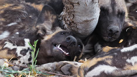 Eine-Gruppe-Wilder-Afrikanischer-Hunde,-Die-Im-Wald-Ruhen